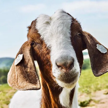 čapí Hnízdo Hotel Olbramovice (Benesov)