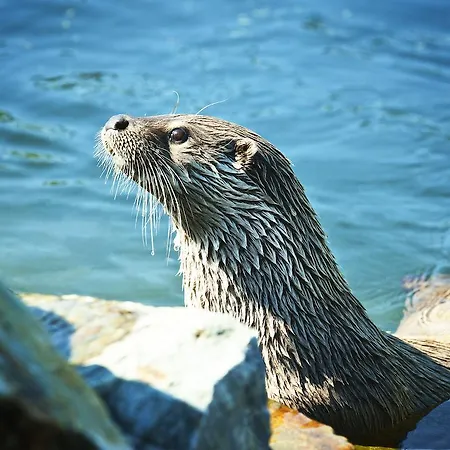 Отель Capi Hnizdo 4*